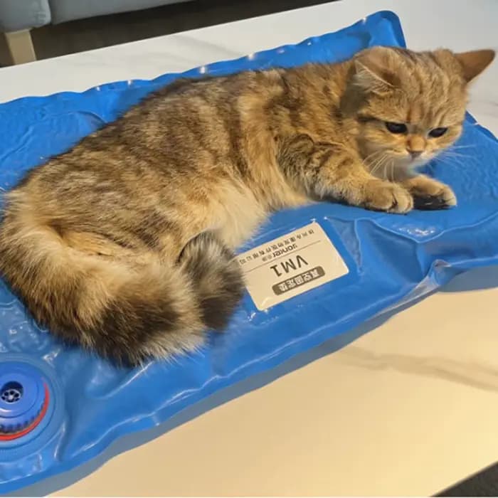 Accessoires chirurgicaux pour animaux, tapis de positionnement sous vide pour animaux de compagnie, petit tapis d'examen vétérinaire, salle de soins pour animaux de compagnie
