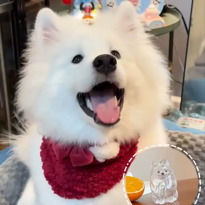 Porte-clés de rangement pour poils de chien, pendentif mignon pour sac, Couple, voiture, bijoux, Collection Souvenir, cadeau, accessoires de décoration