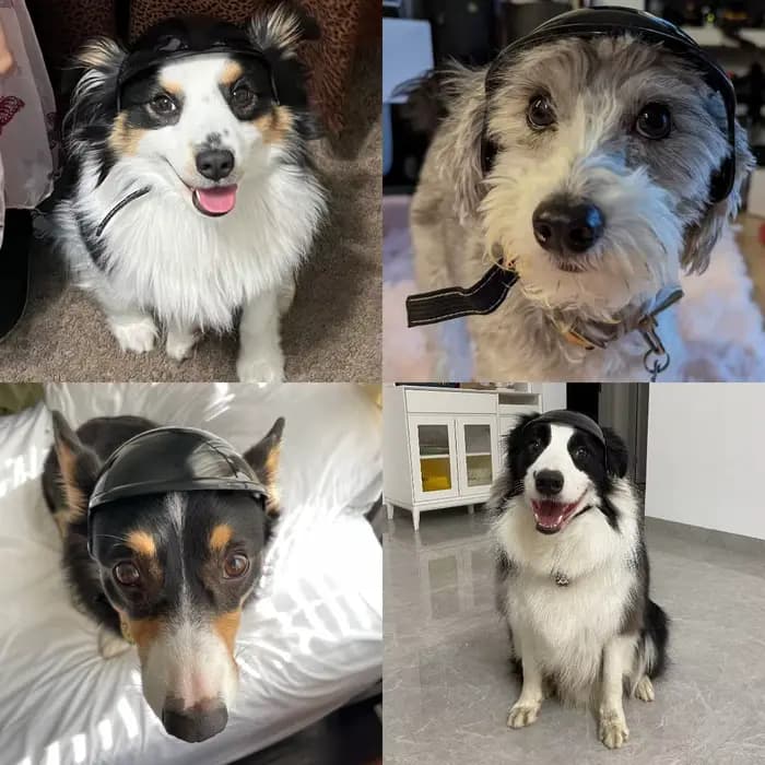 Casques pour animaux de compagnie, accessoires pour chats et chiens, lunettes de moto, casque de sécurité pour petits chiens, casque de moto, fournitures pour chats